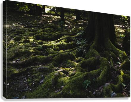 Rooted Canvas Print
