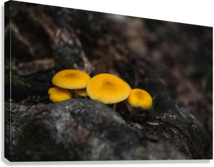 Yellow Delight Canvas Print