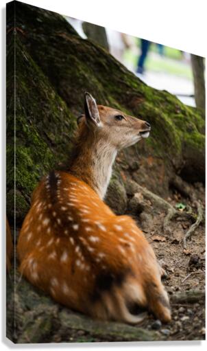 Sniff Canvas Print