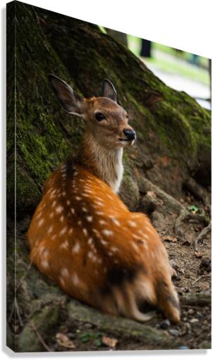 Stare Canvas Print