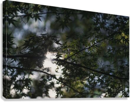 Maple Skies Canvas Print