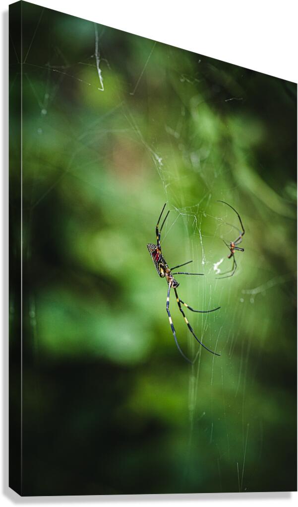 Joro Canvas Print