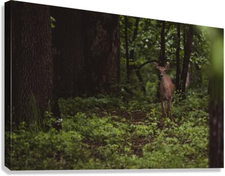 Hello Deer Canvas Print