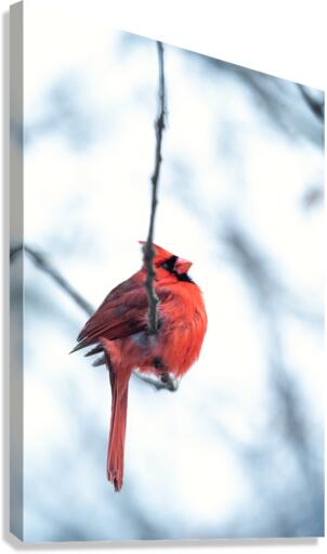 Wintering Cardinal  Canvas Print