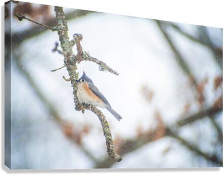 Tufted Titmouse Canvas Print