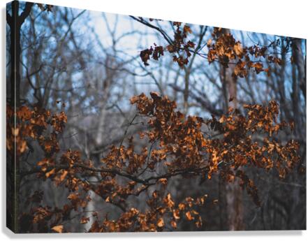 Fall Colors Canvas Print