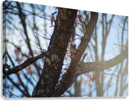 Eastern Grey Squirrel Canvas Print