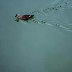 A Dip in the Canal