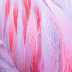 Flamingo Fire