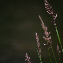 Agrostis Capillaris