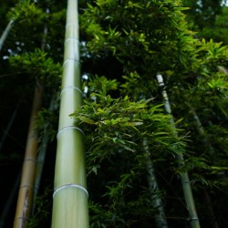 Tall is the Bamboo