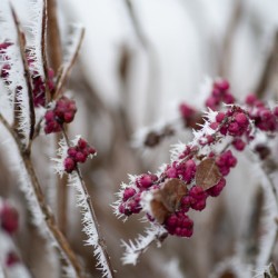 Petrified in Pink