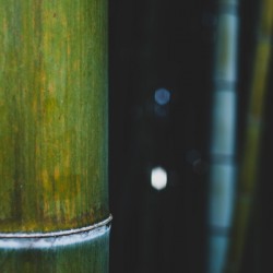 With the Grain