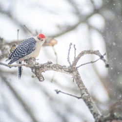 Red-Bellied Woodpecker