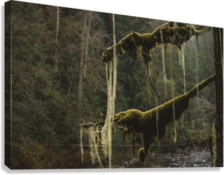 Old mans beard Canvas Print