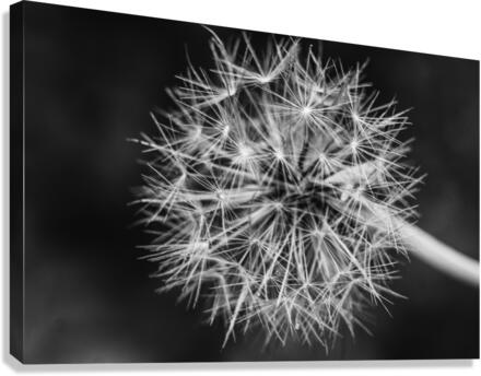 Dandelion  Canvas Print