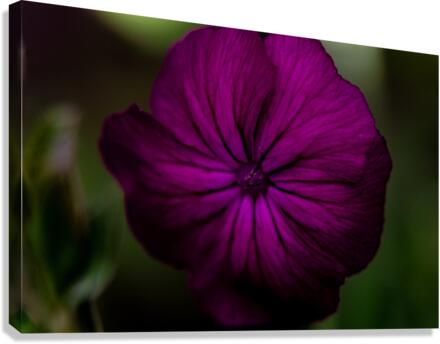 Floral Canvas Print