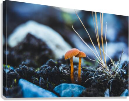 Fun Guys Canvas Print
