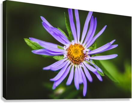 Wildflower Canvas Print