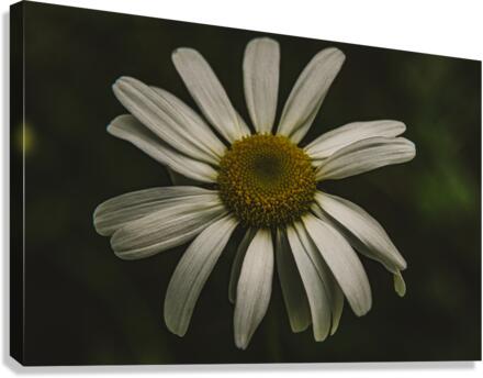 Daisy  Canvas Print