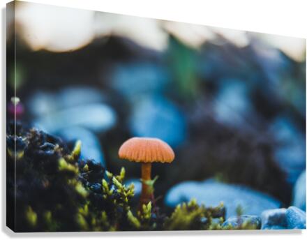 Fun Guy Canvas Print
