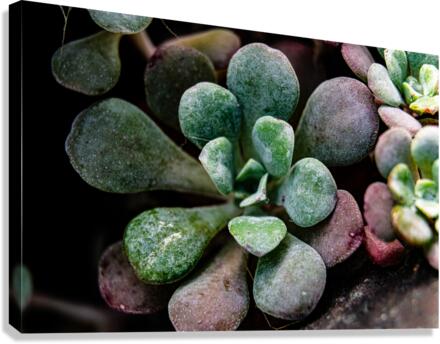 Succulents Canvas Print