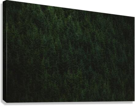 Tree tops Canvas Print