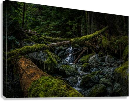 Creek bed Canvas Print