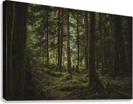 Forest Floor Canvas Print