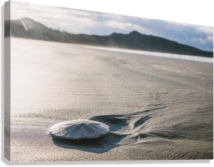 Sand dollar Canvas Print
