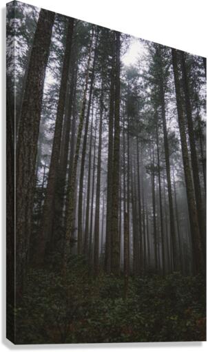 Mystery 2 Canvas Print