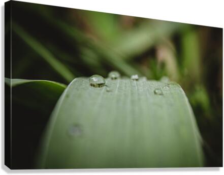Dew Drops Canvas Print