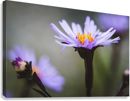 Daisy 2 Canvas Print