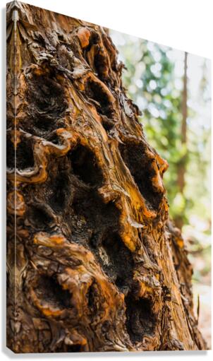 Bark Canvas Print