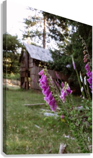 Foxglove Canvas Print