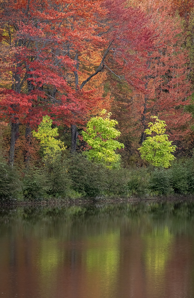 Tree Sisters by Ben Gautreau Photography
