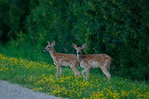 Twin Fawns taken in North Dakota