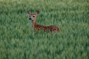 Fawn in Wheat Field