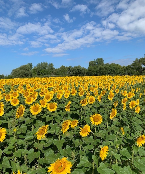 Sunflowers Print