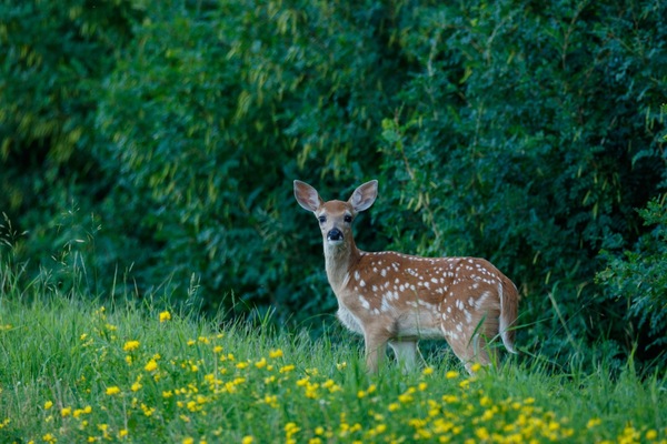 Fawn Print