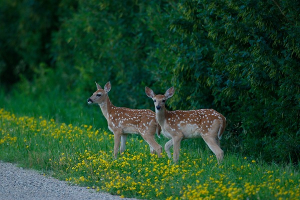 Twin Fawns taken in North Dakota by RS Bruce Photography