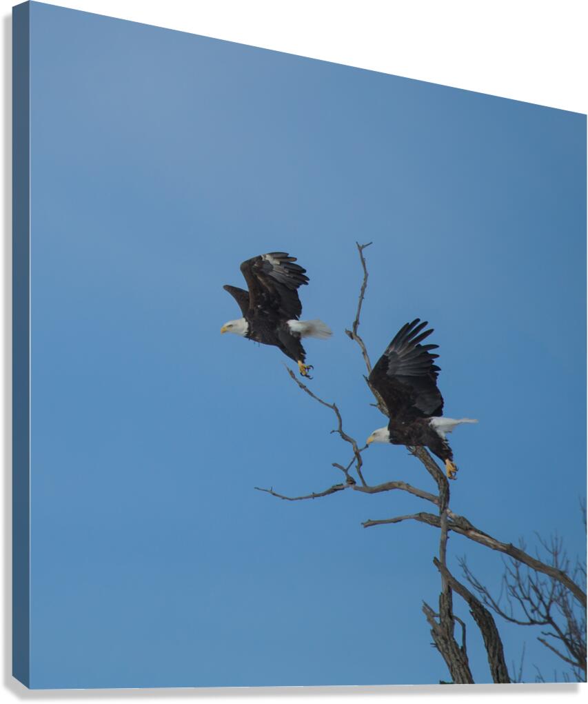 Eagles 13-2 Canvas Print