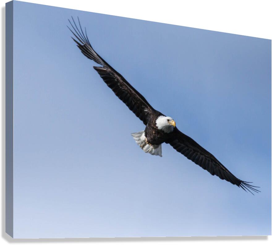 Eagle 13-3 Canvas Print