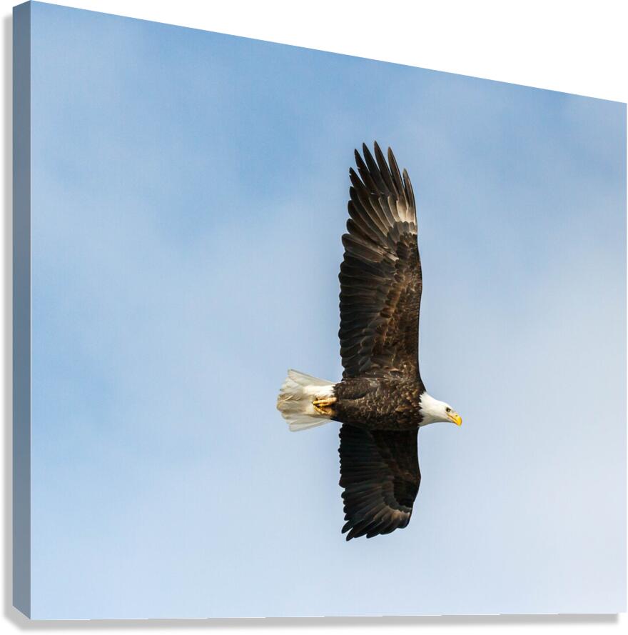 Eagle 13-4 Canvas Print