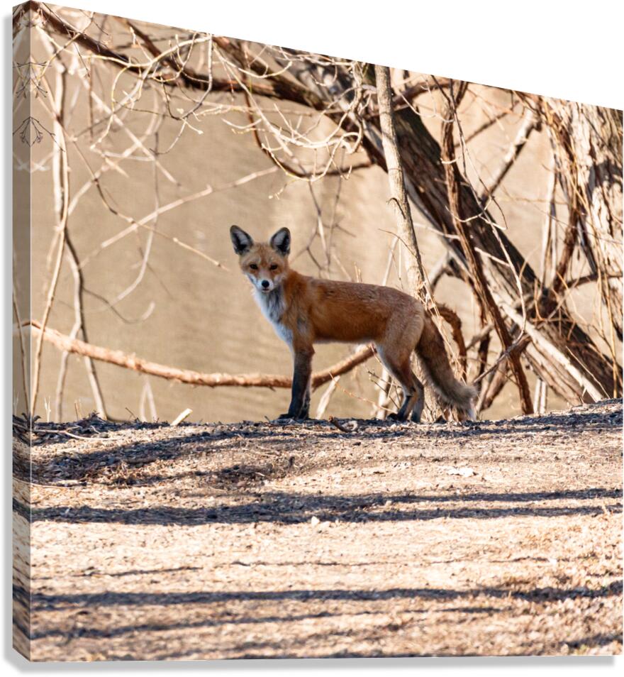 Fox 20-1 Canvas Print