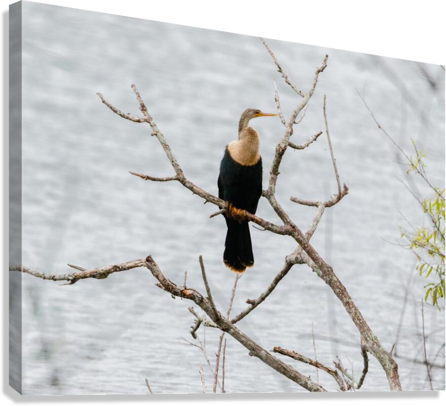  Anhinga 22-1 Canvas Print