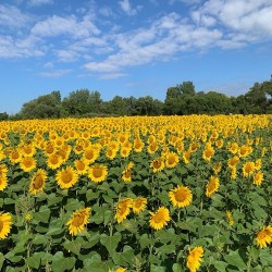 Sunflowers