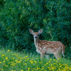 Fawn