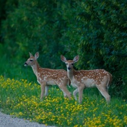 Twin Fawns taken in North Dakota