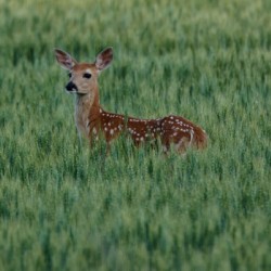 Fawn in Wheat Field